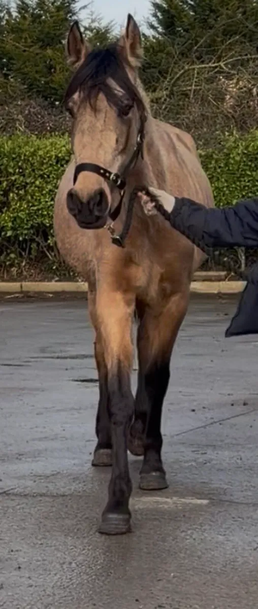 Dun mare 4 years old 15.1hh - Image 1