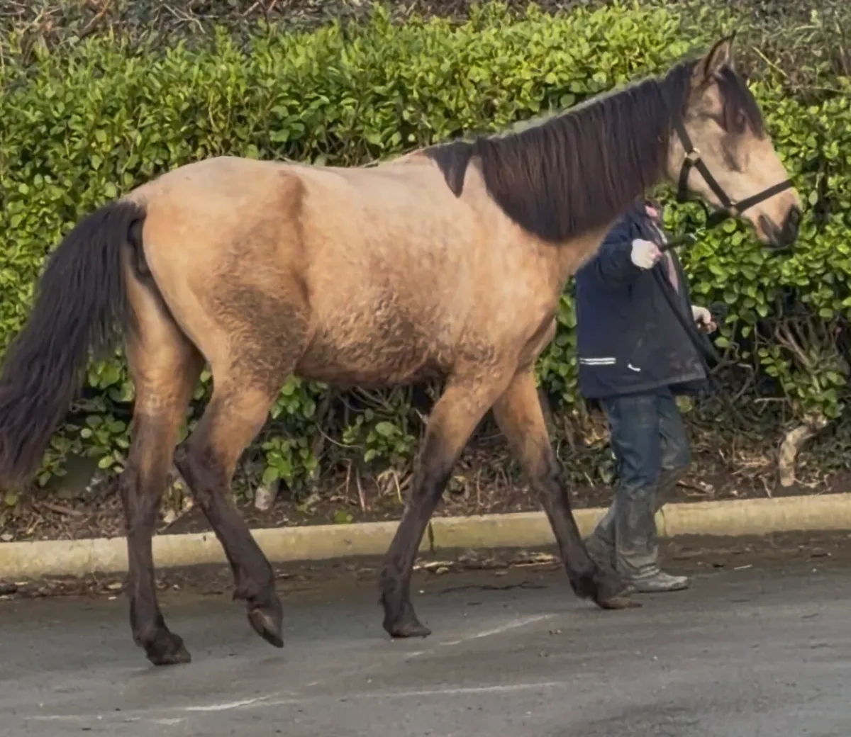 Dun mare 4 years old 15.1hh - Image 2
