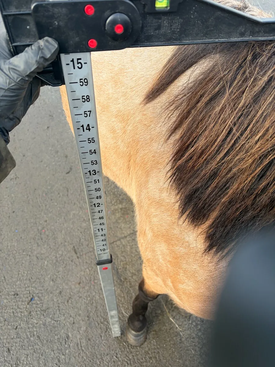 Dun mare 4 years old 15.1hh - Image 3