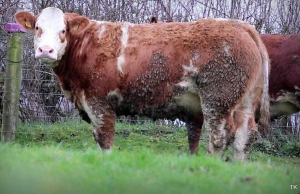 Super Breeding Heifers - Elphin Mart - 28th Jan - Image 1