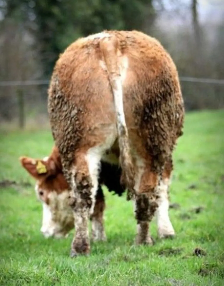 Super Breeding Heifers - Elphin Mart - 28th Jan - Image 2
