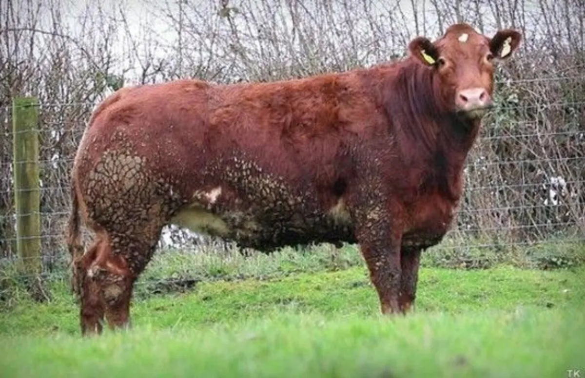 Super Breeding Heifers - Elphin Mart - 28th Jan - Image 3