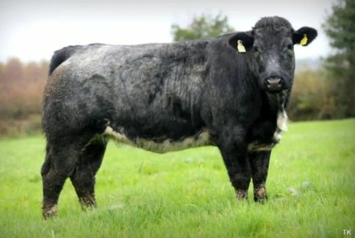 Super Breeding Heifers - Elphin Mart - 28th Jan - Image 4