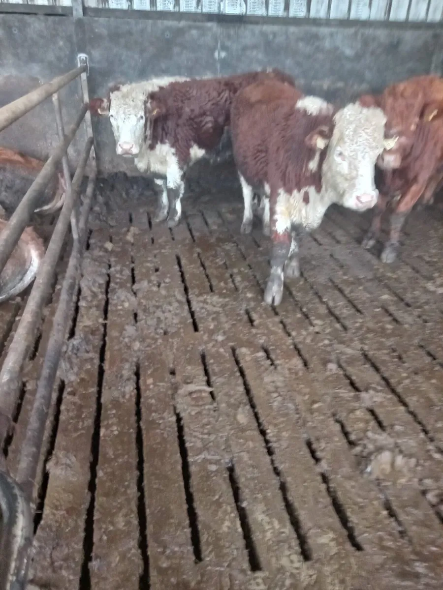 Breeding Heifers for Sale - Image 1