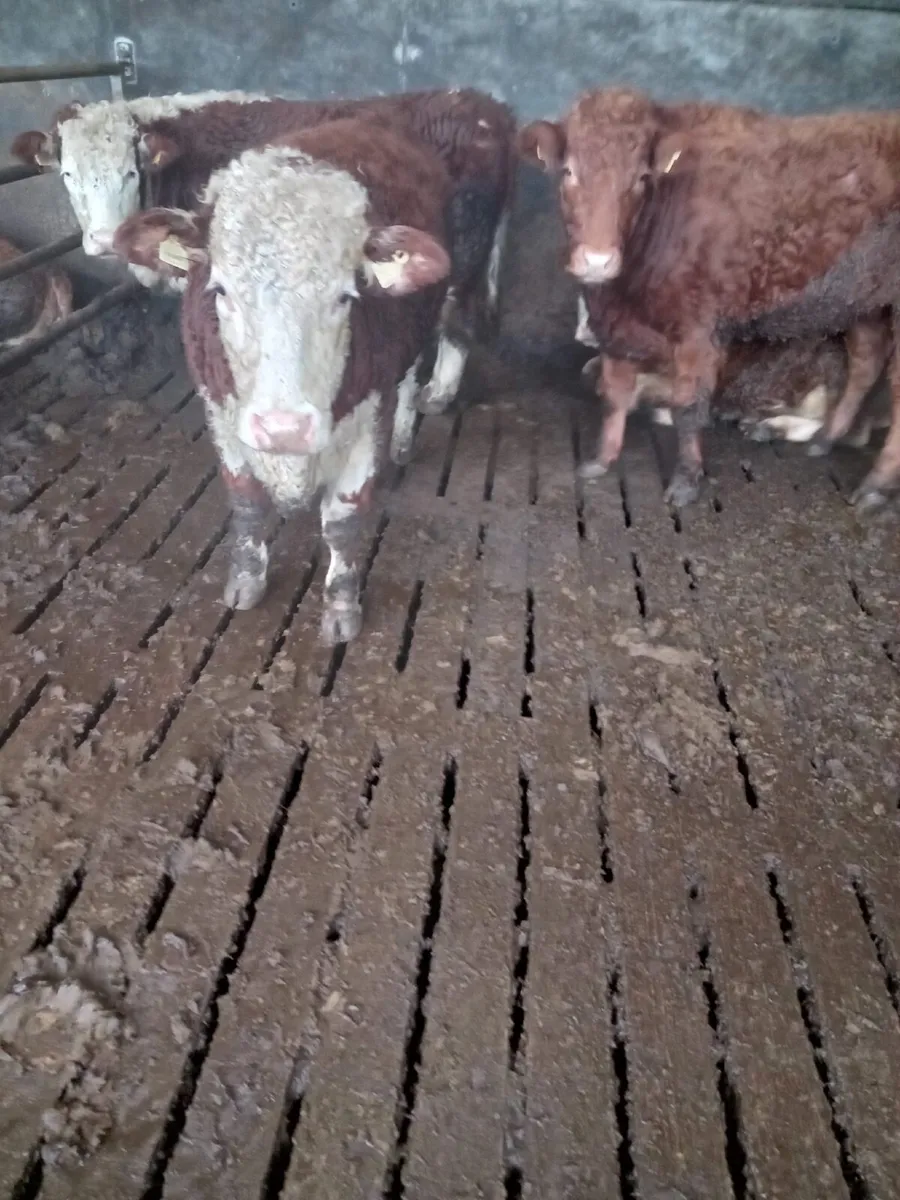 Breeding Heifers for Sale - Image 2