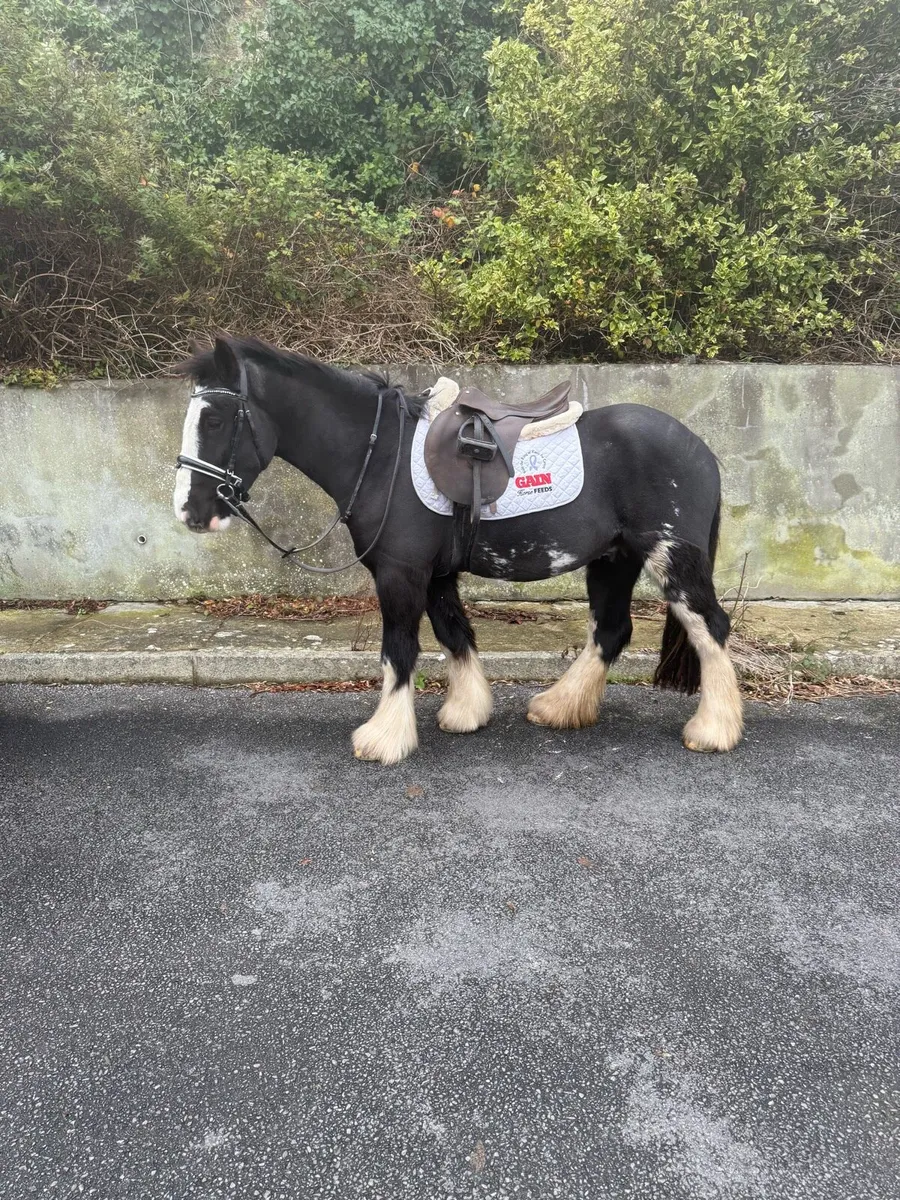 Hunting pony - Image 1