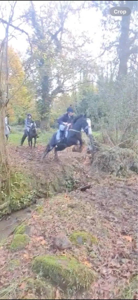 Hunting pony - Image 4