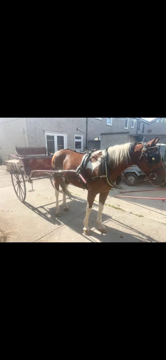 Cart carriage and harness - Image 4
