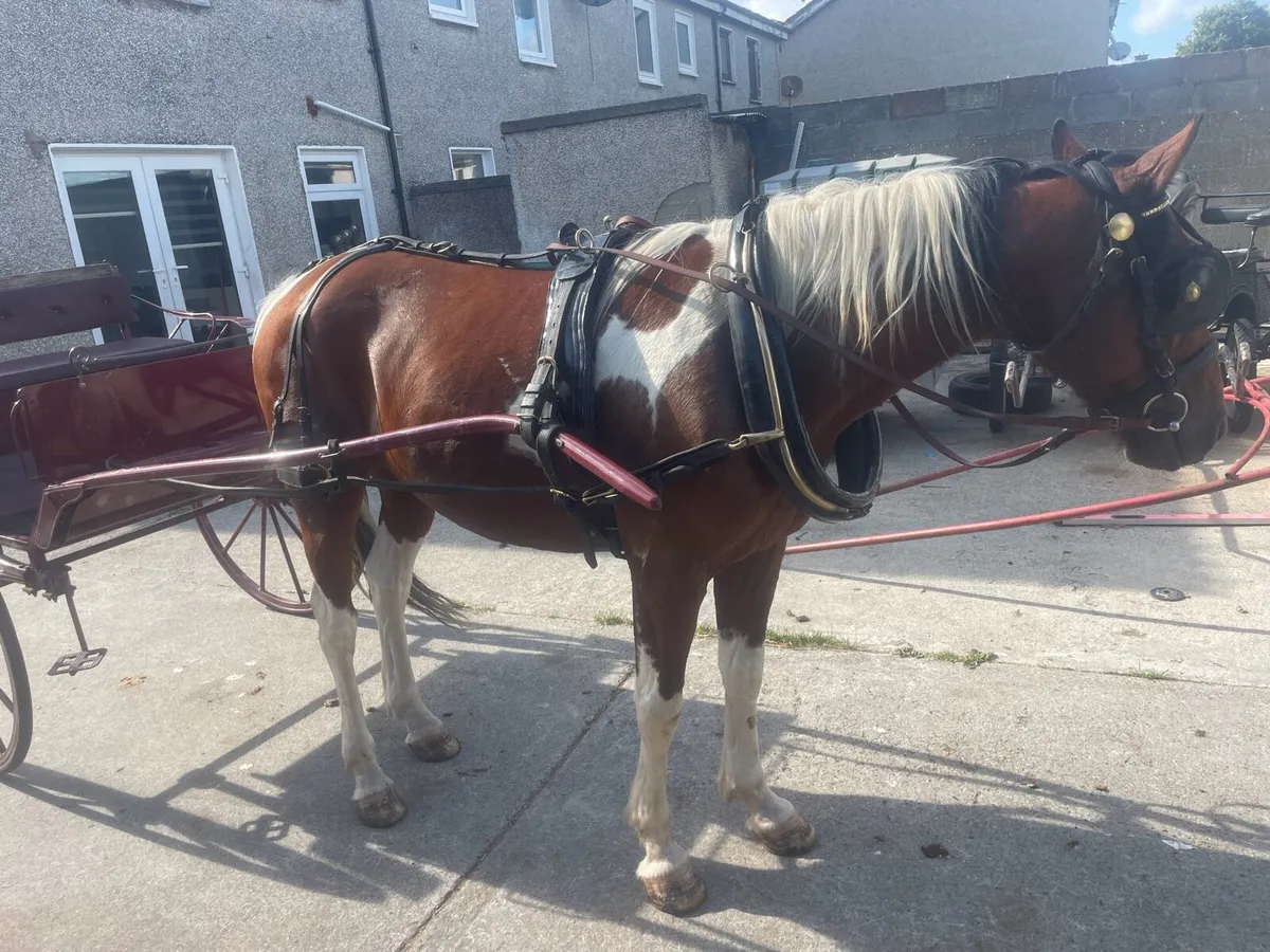 Cart carriage and harness - Image 4