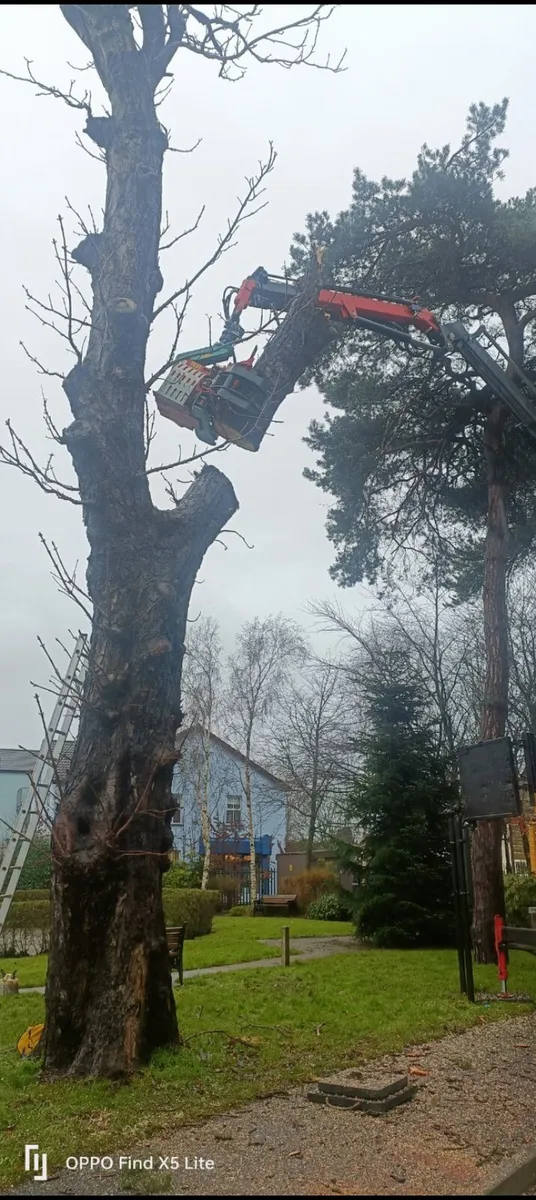 Timber grab grapple saw - Image 2