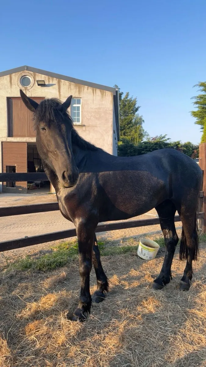 Stunning Blue Roan Irish draught Filly - Image 3