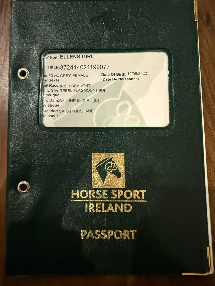 Stunning Blue Roan Irish draught Filly - Image 4