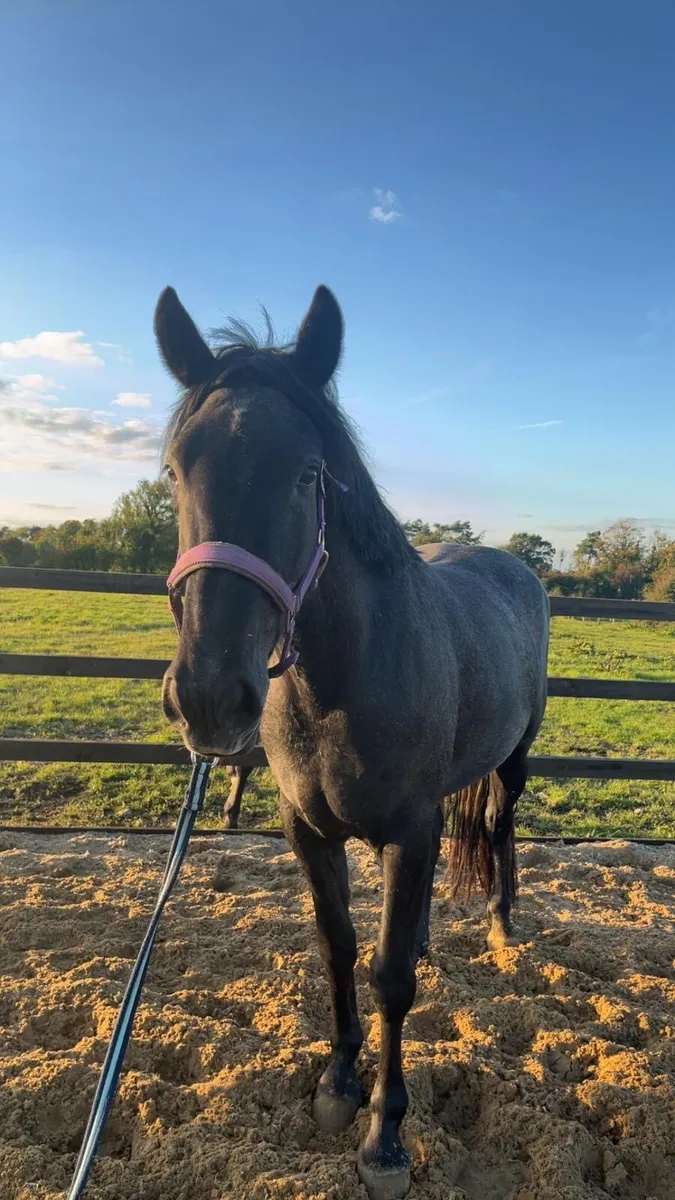 Stunning Blue Roan Irish draught Filly - Image 2
