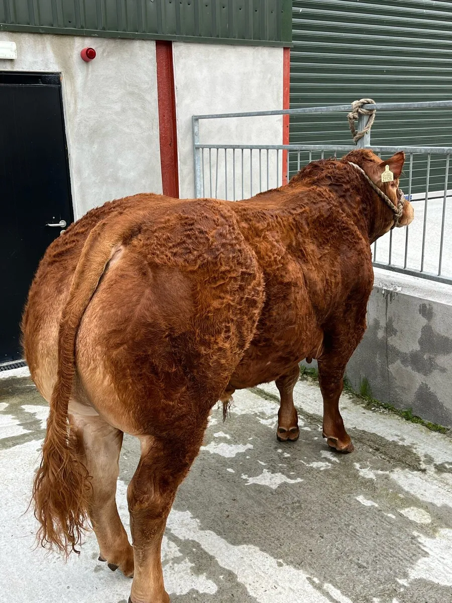 Pedegree limosine bulls 5⭐️ - Image 3