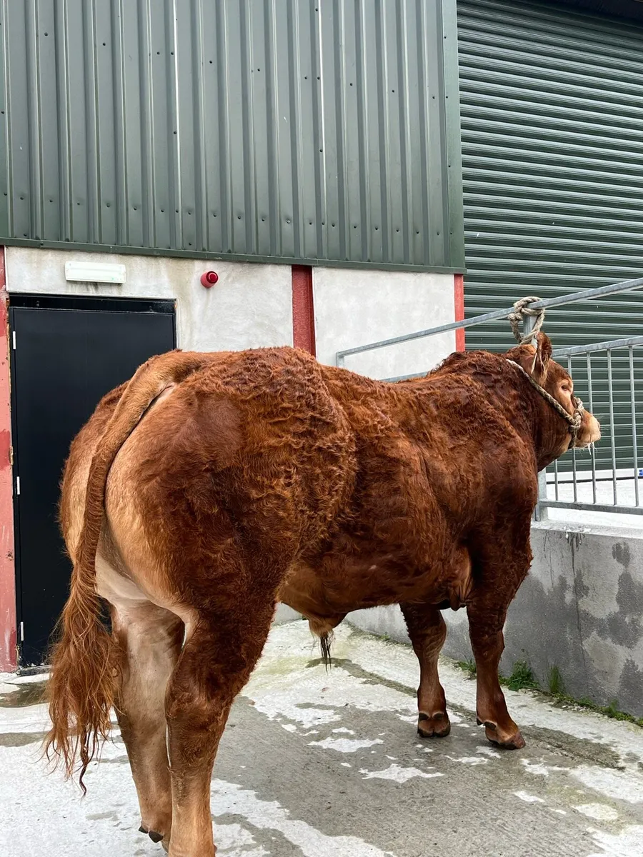 Pedegree limosine bulls 5⭐️ - Image 1