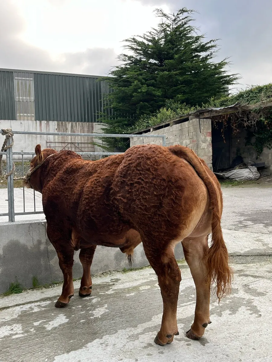 Pedegree limosine bulls 5⭐️ - Image 2