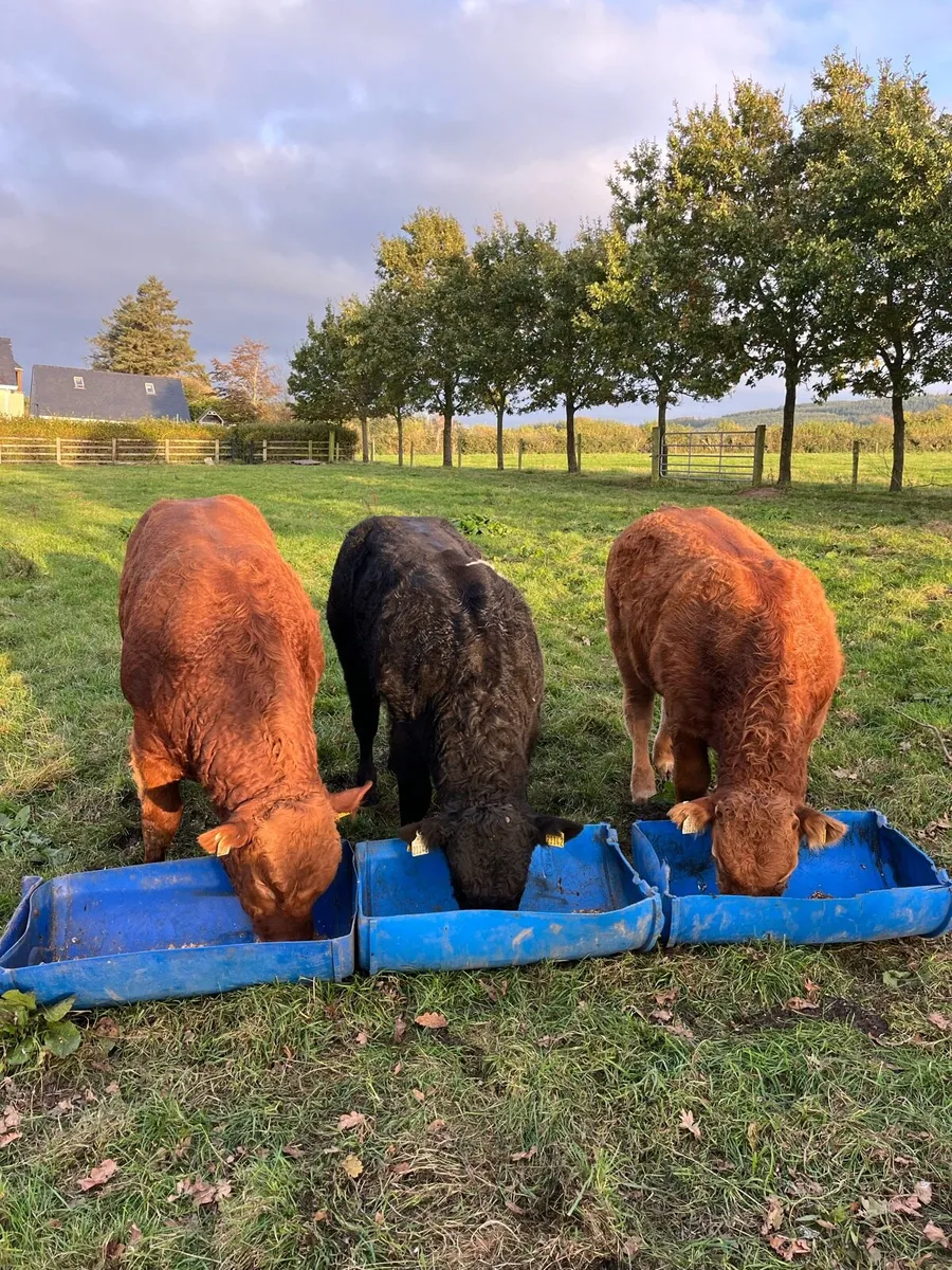 Pedegree limosine bulls 5⭐️ - Image 4