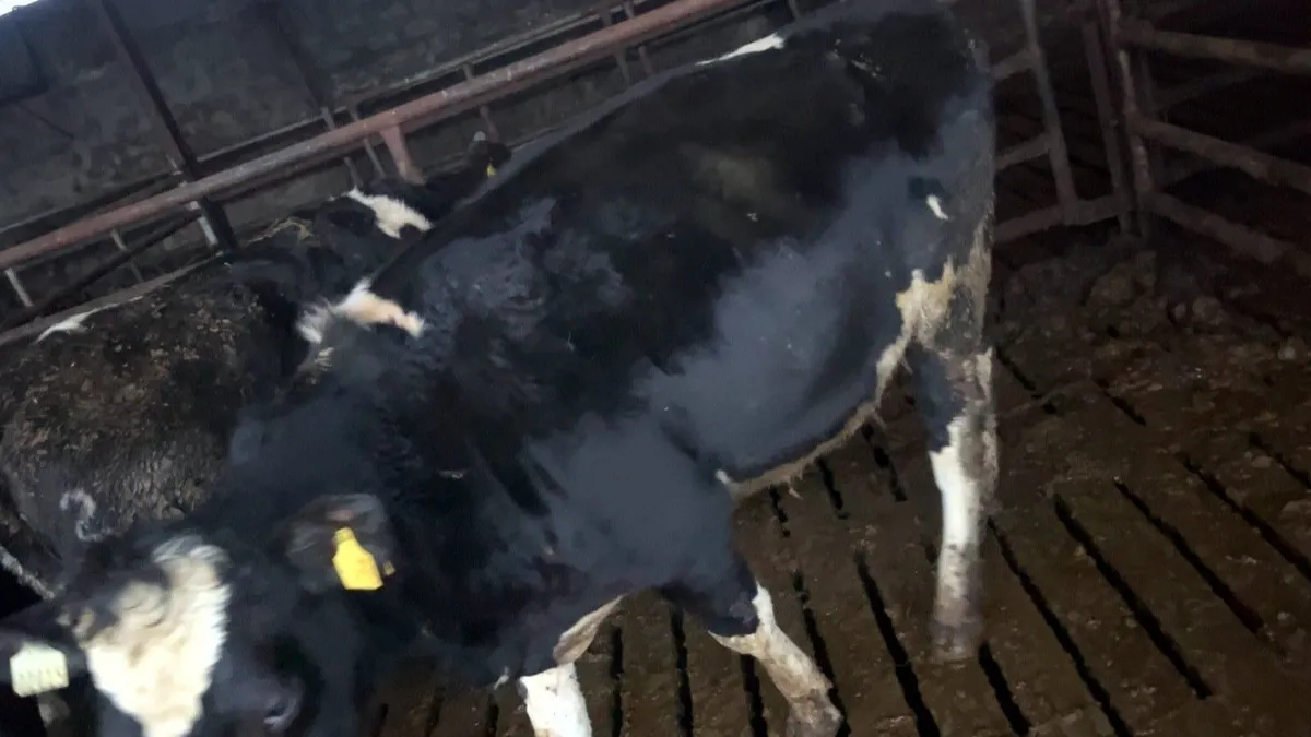 24 incalf heifers high ebi - Image 1