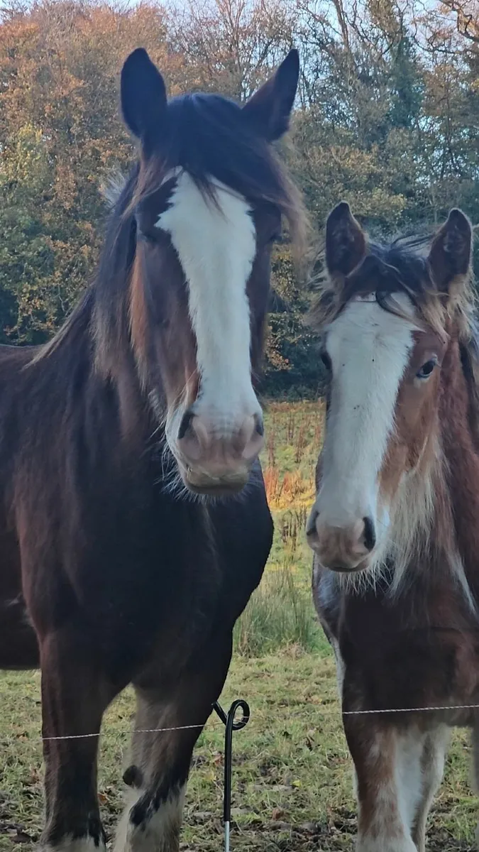 Stunning Registered Clydesdale - Image 1