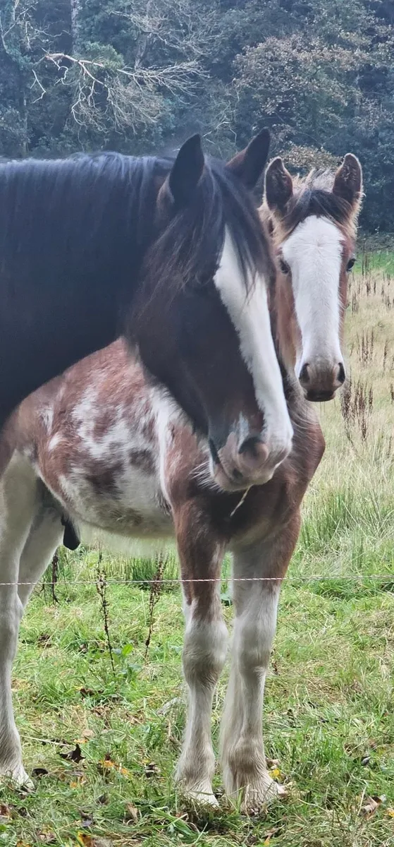 Stunning Registered Clydesdale - Image 2