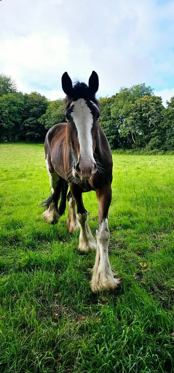 Stunning Registered Clydesdale - Image 3