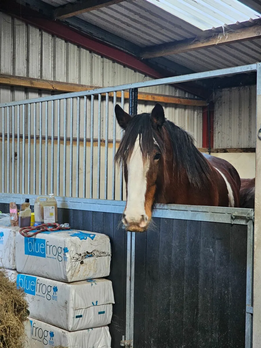 Stunning Registered Clydesdale - Image 4