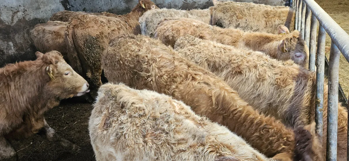 20 Charolais Heifers. - Image 4