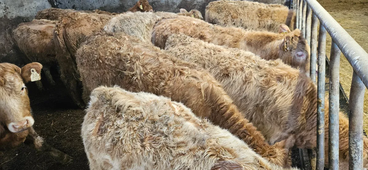 20 Charolais Heifers. - Image 3