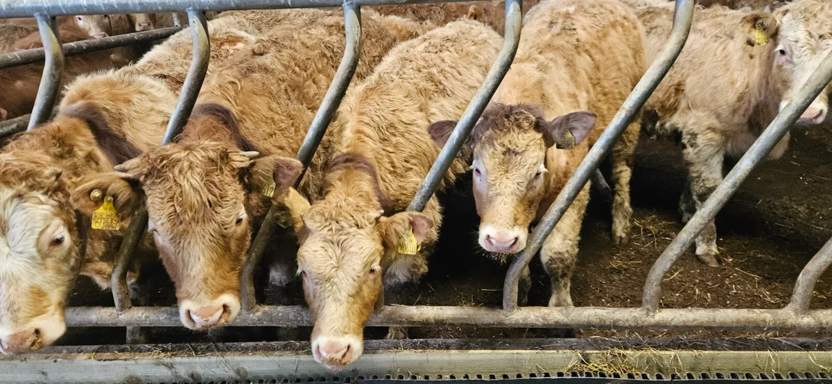 20 Charolais Heifers. - Image 2