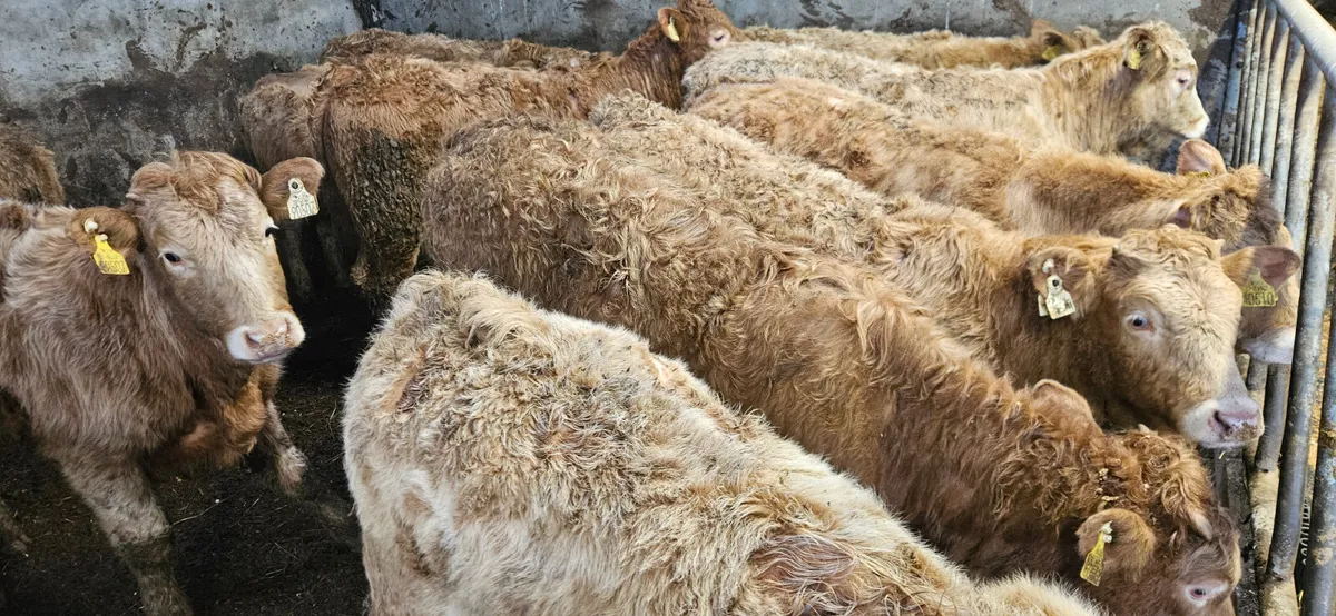 20 Charolais Heifers. - Image 1