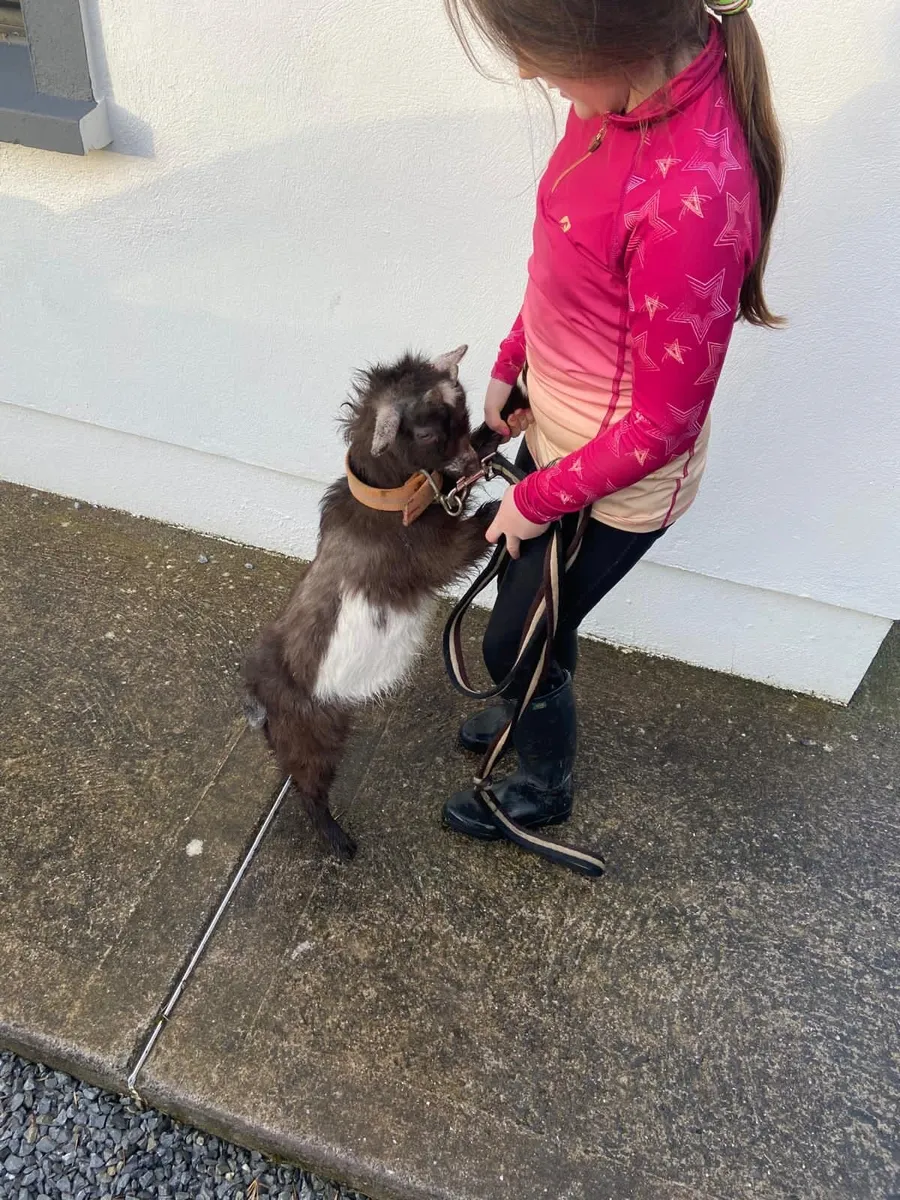 Pygmy castrated male pet - Image 1