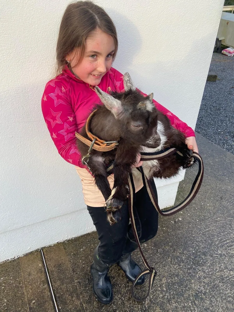 Pygmy castrated male pet - Image 4