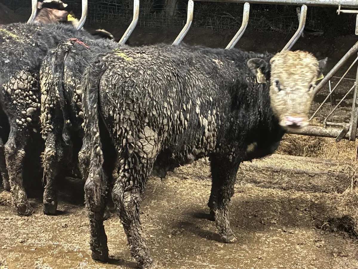 11 Whitehead & Angus Bullocks - Image 1