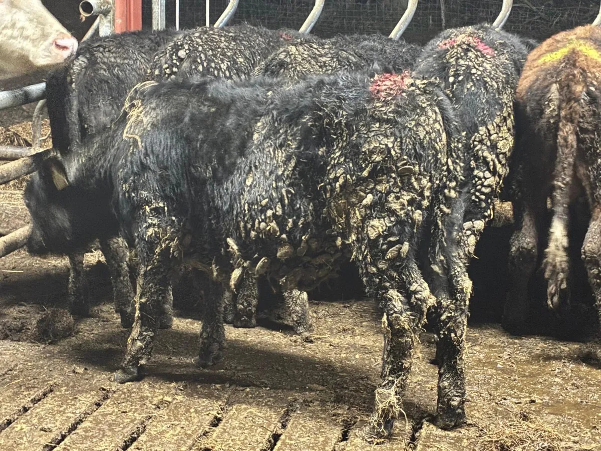 11 Whitehead & Angus Bullocks - Image 2