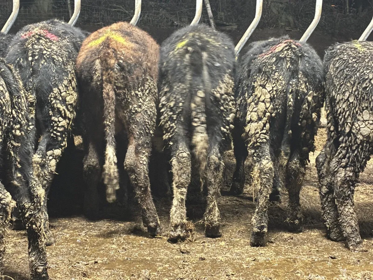 11 Whitehead & Angus Bullocks - Image 3