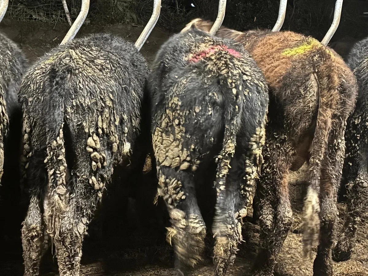 11 Whitehead & Angus Bullocks - Image 4