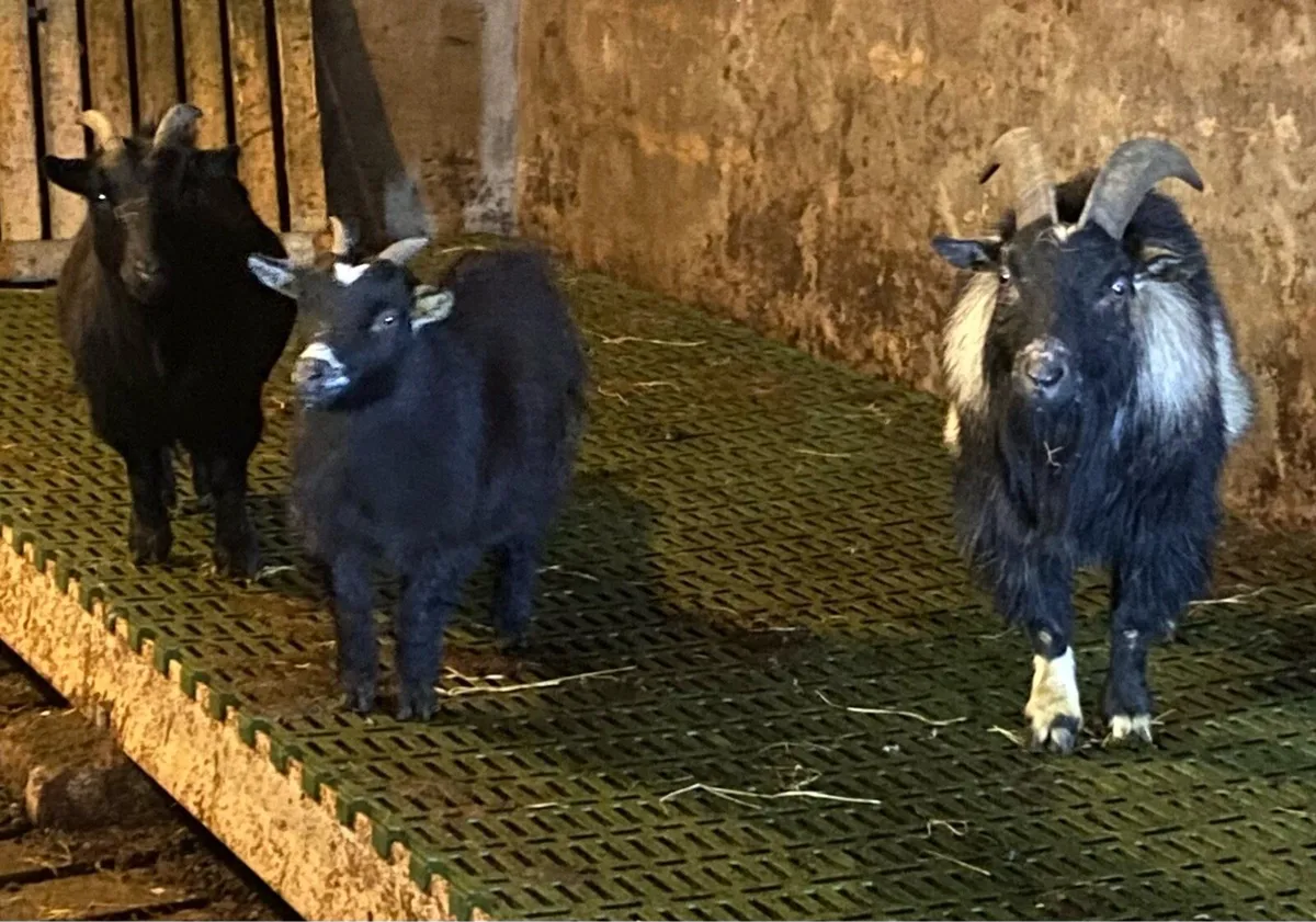 Pygmy goats - Image 1