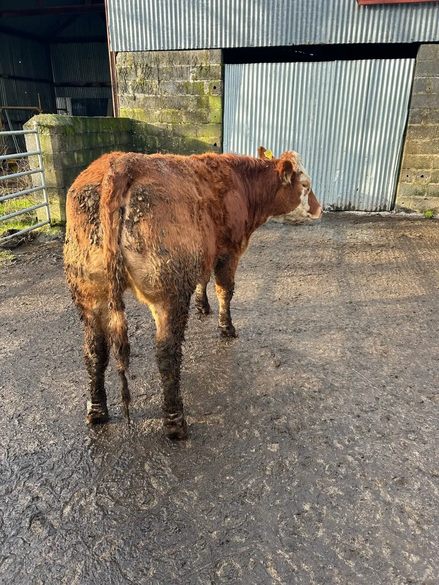 Breeding Heifers - Image 2