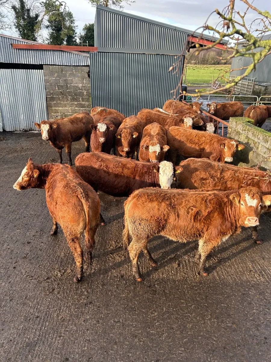 Breeding Heifers - Image 3