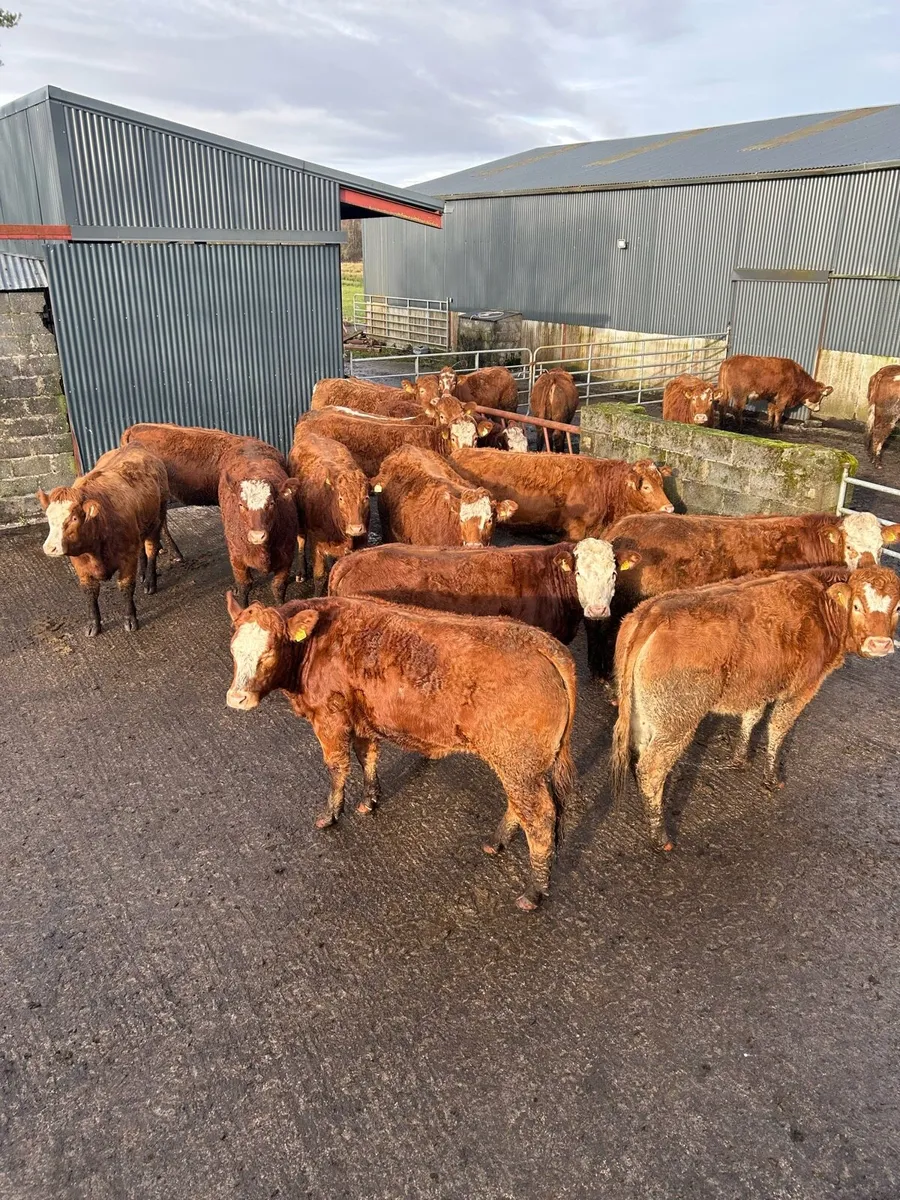 Breeding Heifers - Image 4