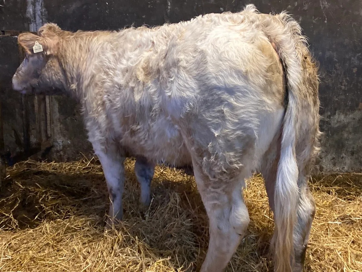 2 PBR Charolais Heifers for Elphin Mon 26th - Image 2