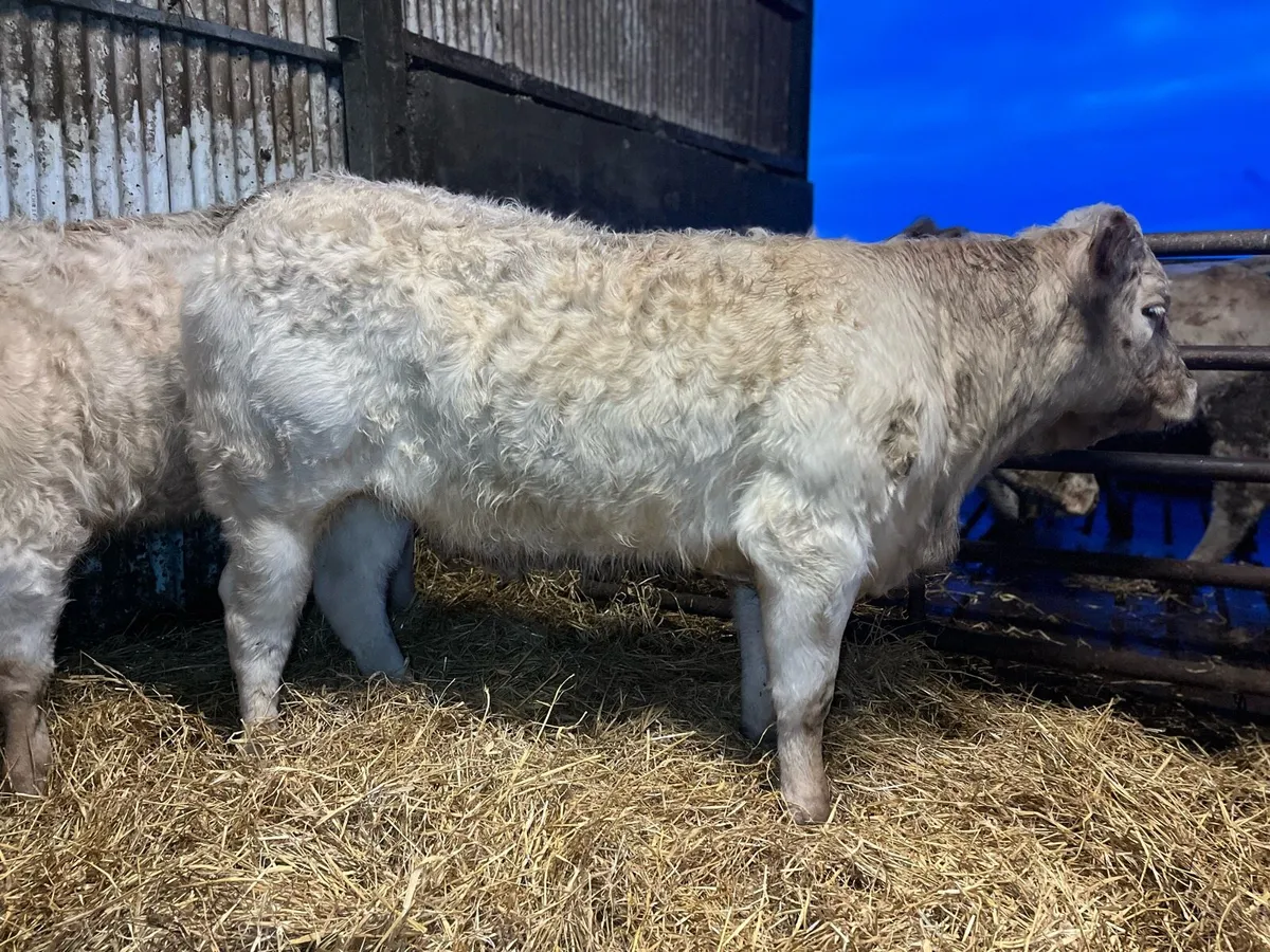 2 PBR Charolais Heifers for Elphin Mon 26th - Image 3