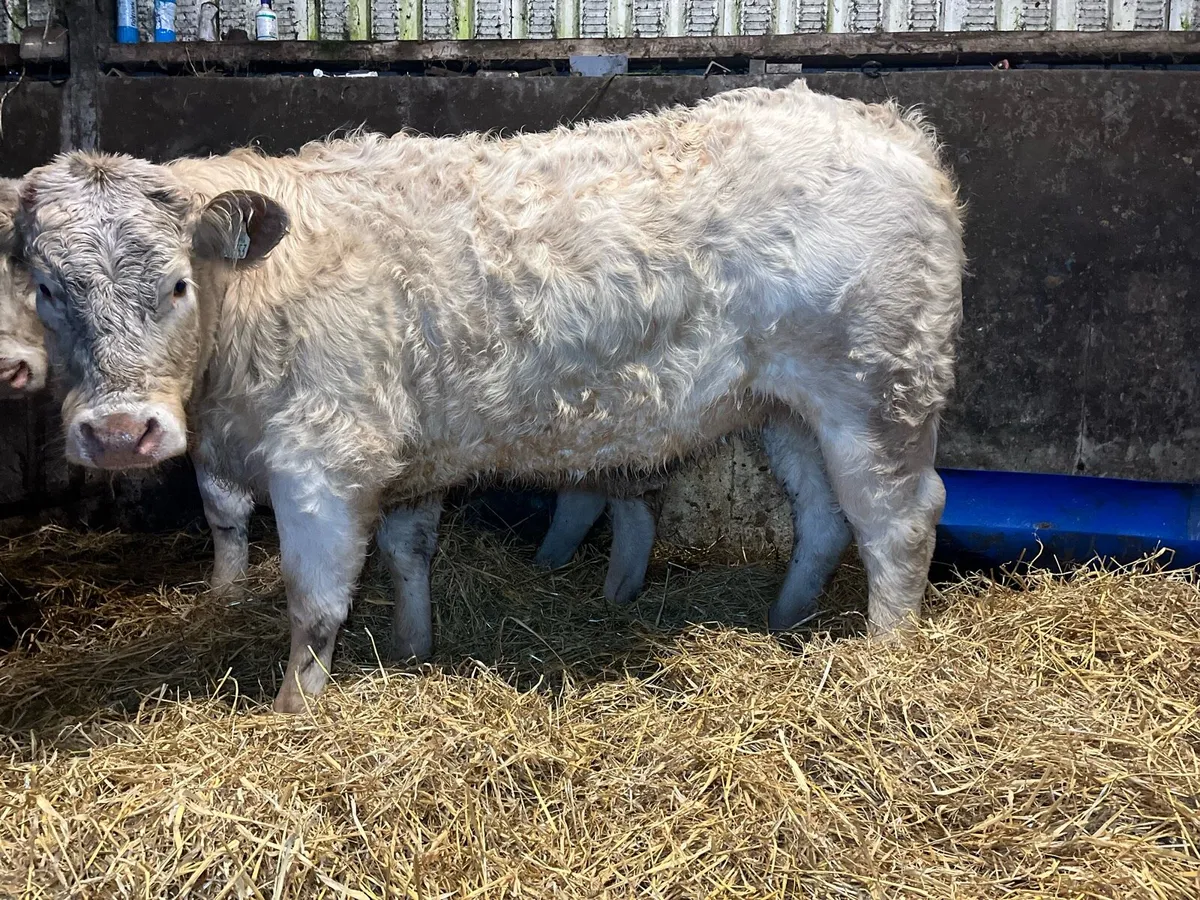 2 PBR Charolais Heifers for Elphin Mon 26th - Image 4