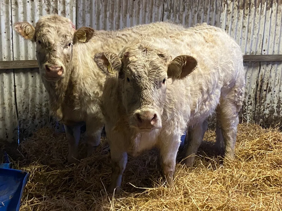 2 PBR Charolais Heifers for Elphin Mon 26th - Image 1