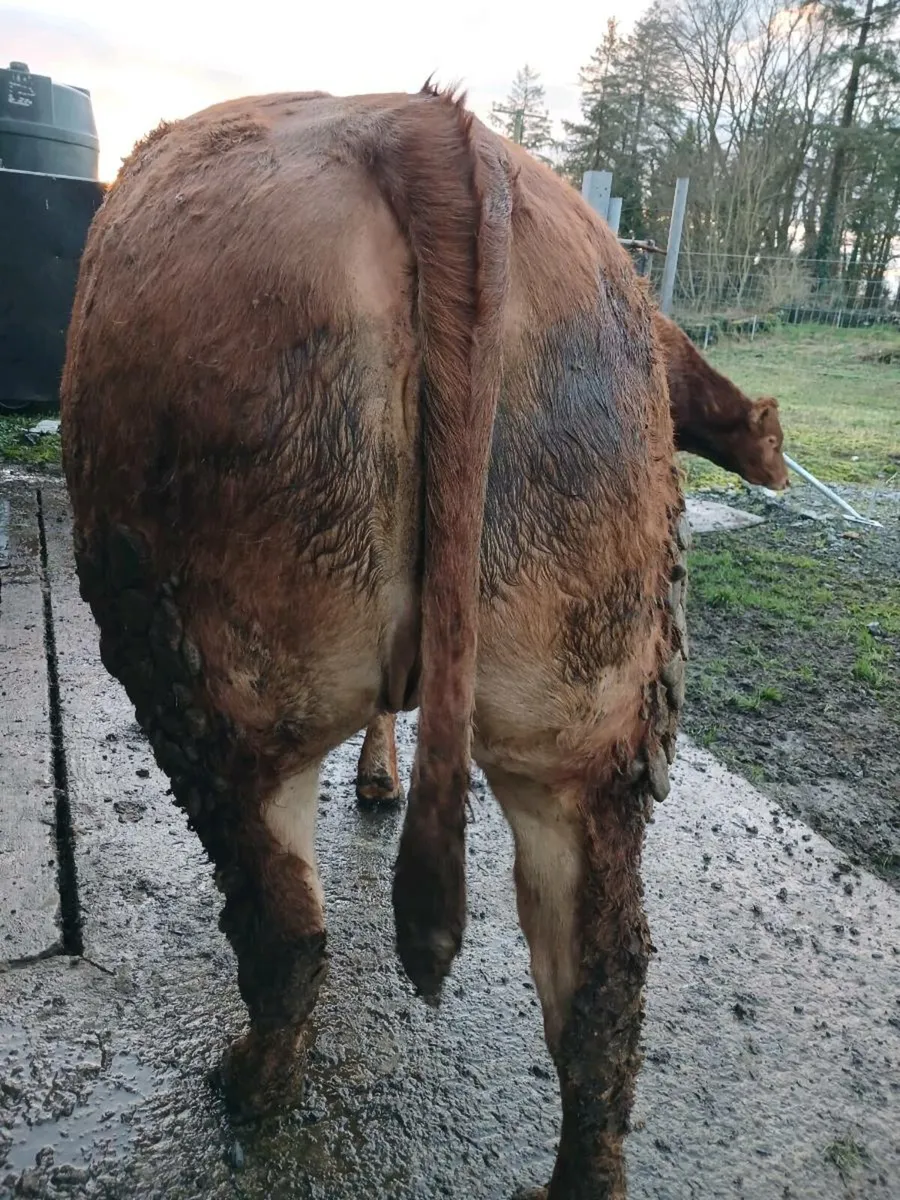 5☆ Ai Springers - Image 3