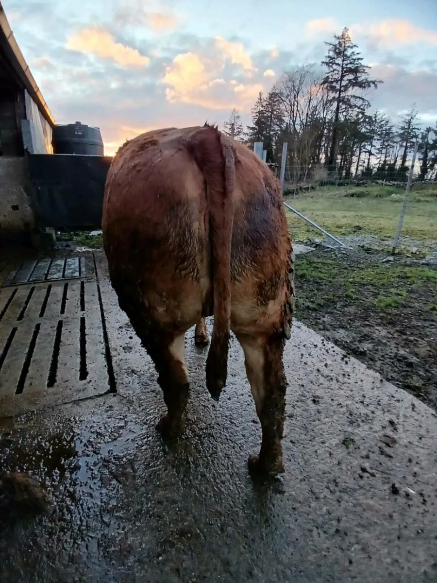 5☆ Ai Springers - Image 2