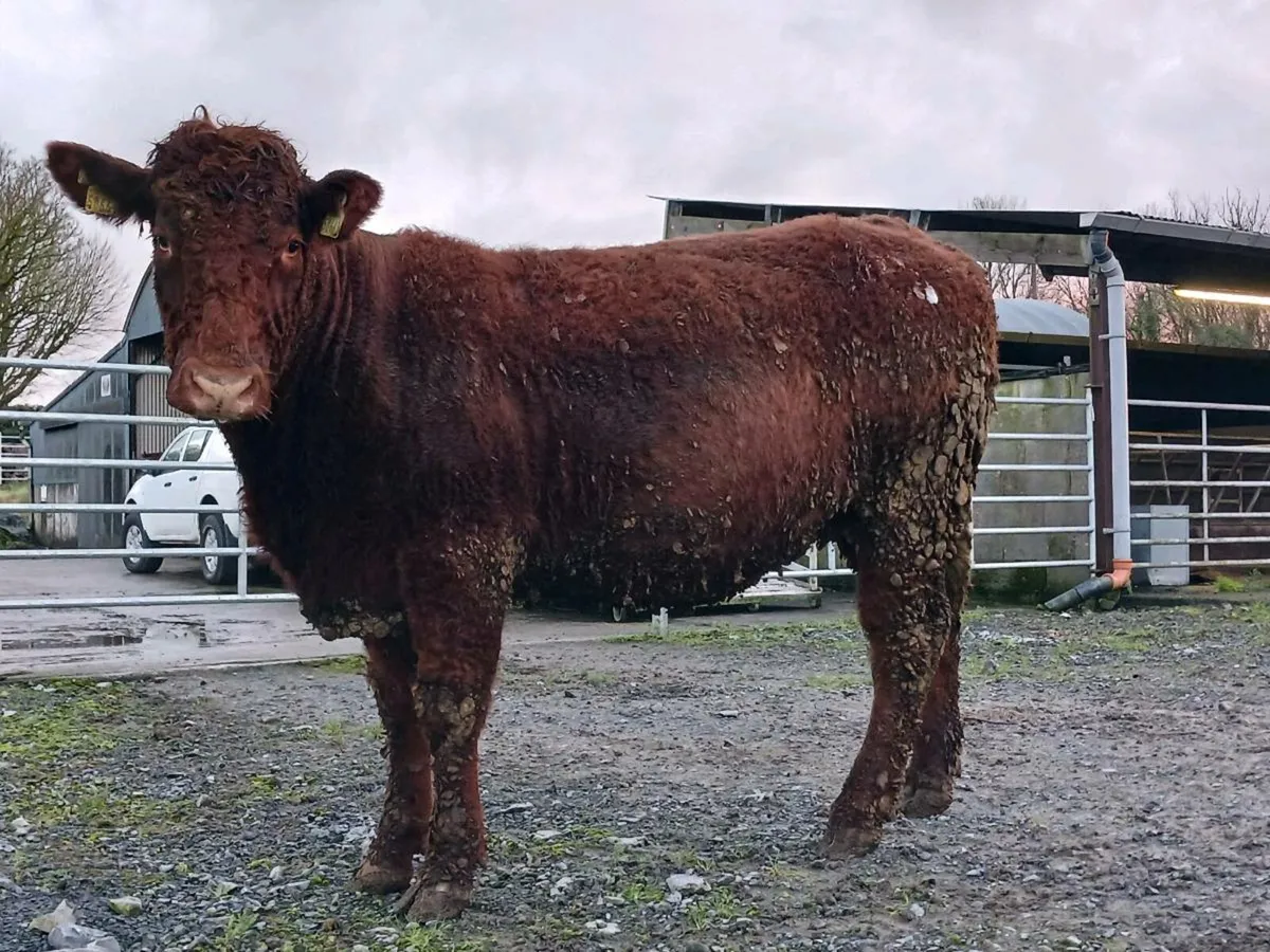 5☆ Ai Springers - Image 4