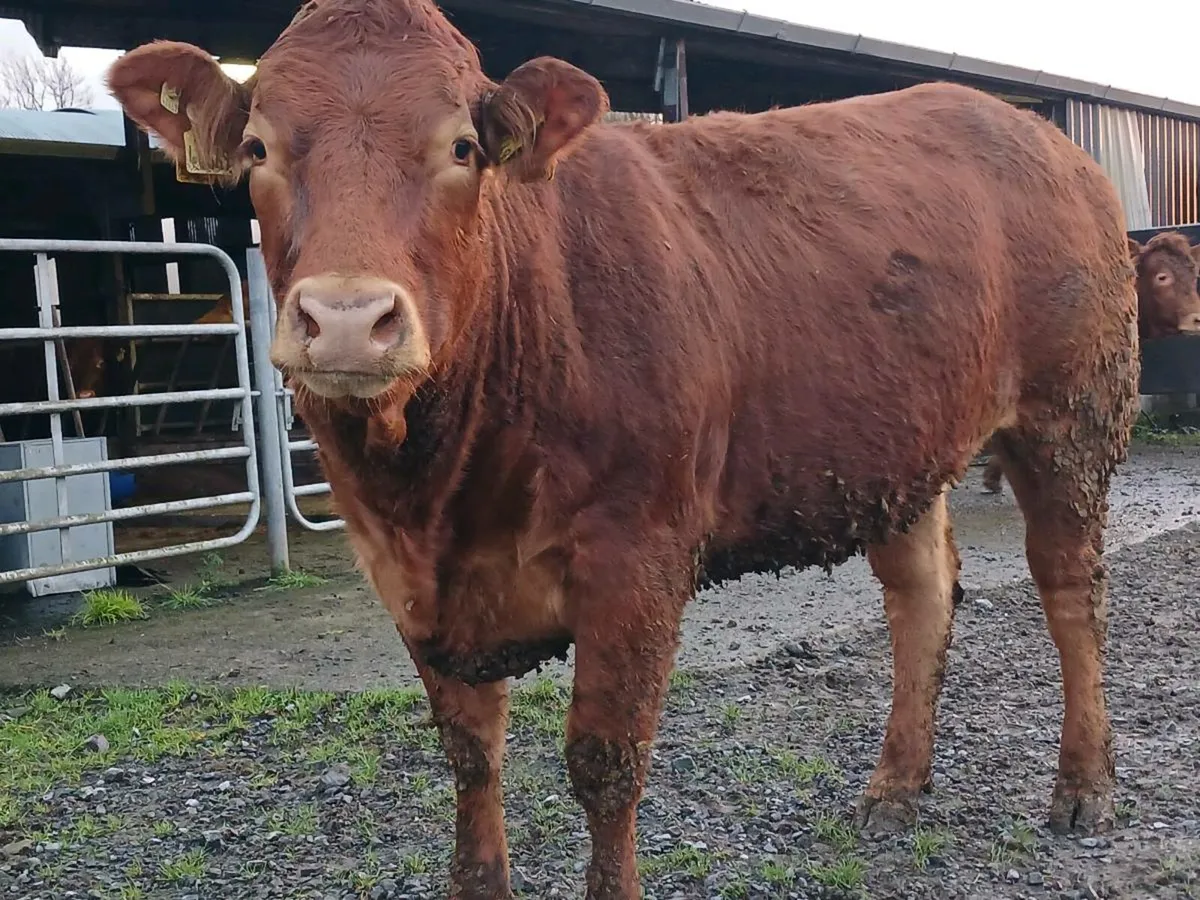 5☆ Ai Springers - Image 1