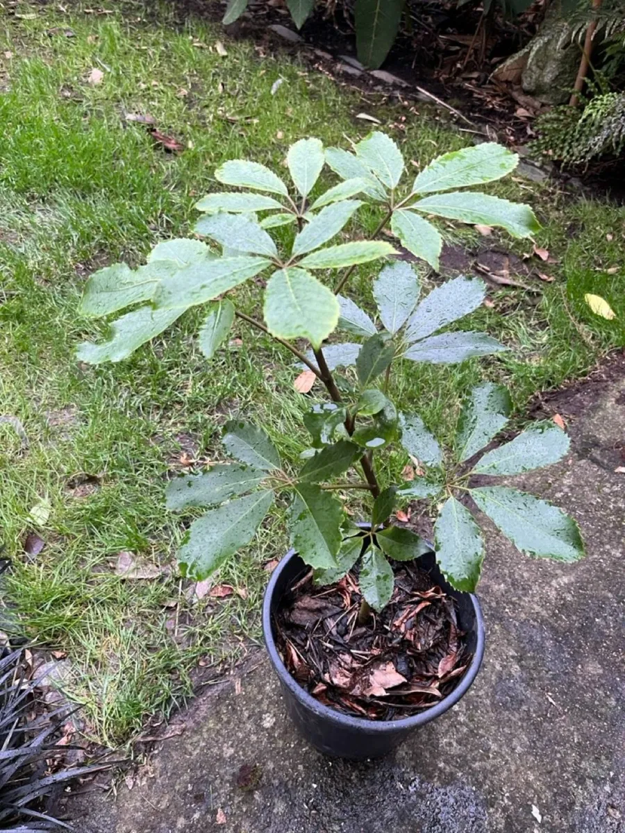 Pseudopanax arboreus