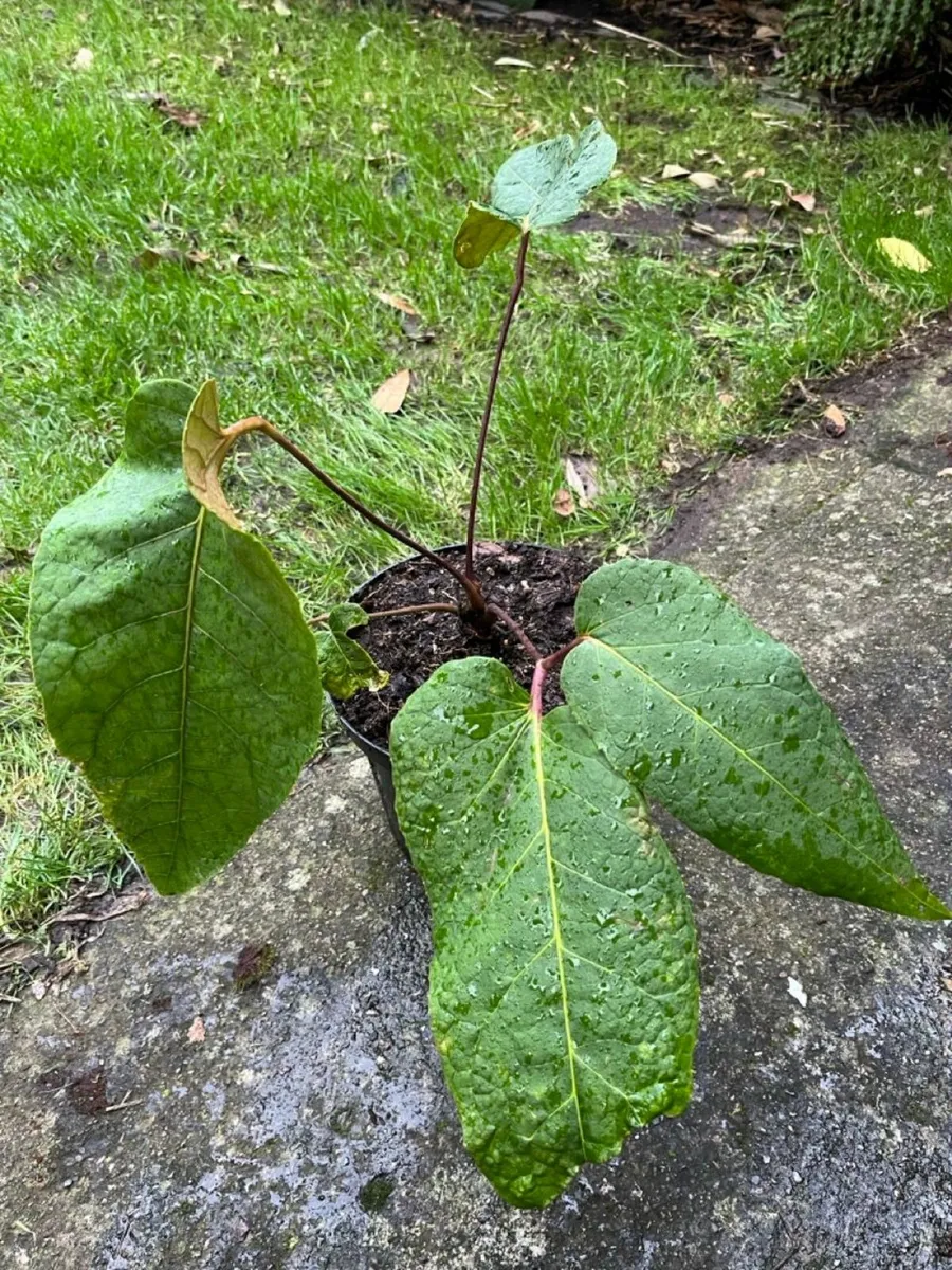 Schefflera macrophylla (now Heptapleurum)